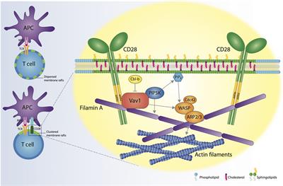 Membrane Rafts in T Cell Activation: A Spotlight on CD28 Costimulation